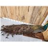 Image 6 : Blue Shoulder Peacock Full Body Bird Taxidermy