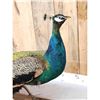 Image 7 : Blue Shoulder Peacock Full Body Bird Taxidermy