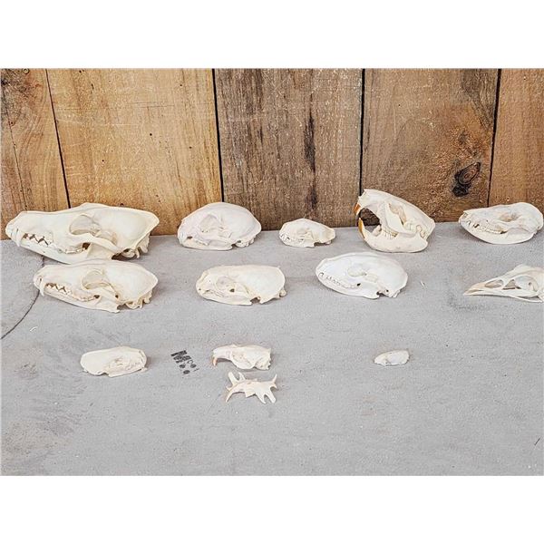 Small Animal Skulls Lot