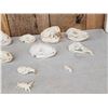Image 8 : Small Animal Skulls Lot