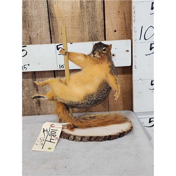 Squirrel On A Stripper Pole Taxidermy