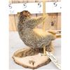 Image 3 : Squirrel On A Stripper Pole Taxidermy