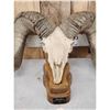 Image 2 : Giant Reproduction Desert Bighorn Sheep Skull Taxidermy