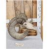 Image 4 : Giant Reproduction Desert Bighorn Sheep Skull Taxidermy