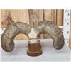 Image 5 : Giant Reproduction Desert Bighorn Sheep Skull Taxidermy