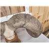 Image 7 : Giant Reproduction Desert Bighorn Sheep Skull Taxidermy