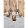 Image 8 : Giant Reproduction Desert Bighorn Sheep Skull Taxidermy