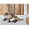 Image 1 : Juvenile Badger Full Body Taxidermy Mount