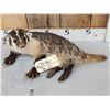 Image 2 : Juvenile Badger Full Body Taxidermy Mount