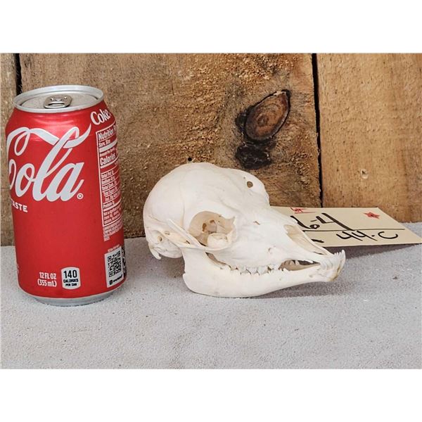 Baby Indian Black Buck Skull Taxidermy