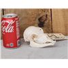 Image 1 : Baby Indian Black Buck Skull Taxidermy