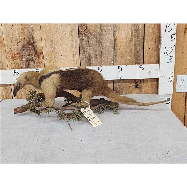 Southern Tamandua Ant Eater Full Body Taxidermy Mount