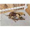Image 6 : Southern Tamandua Ant Eater Full Body Taxidermy Mount