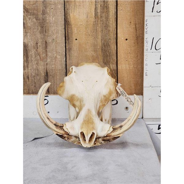 African Warthog Shoulder Mount Taxidermy