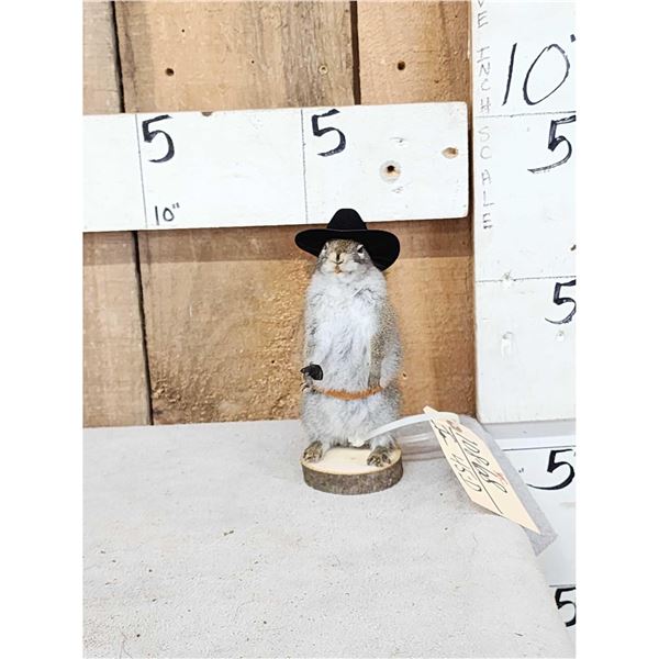 Sheriff Squirrel Full Body Taxidermy Mount