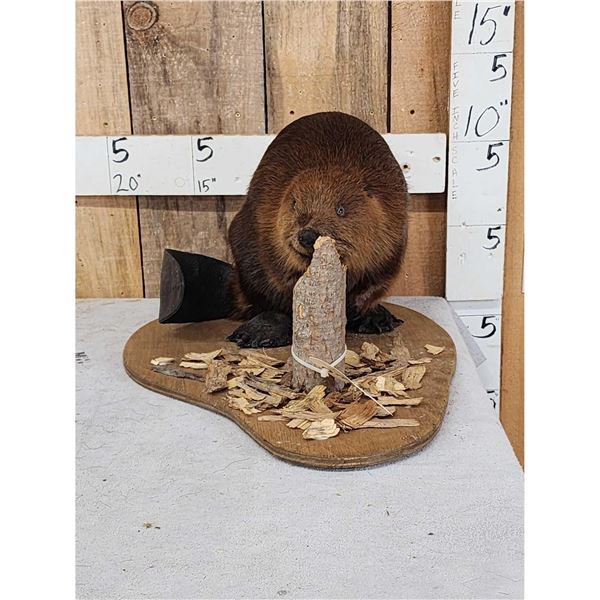 Beaver Chewing On A Log Taxidermy