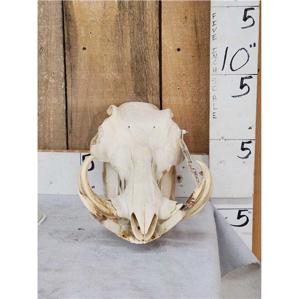 African Warthog Skull Taxidermy