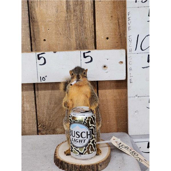 Naughty Squirrel Taxidermy Mount