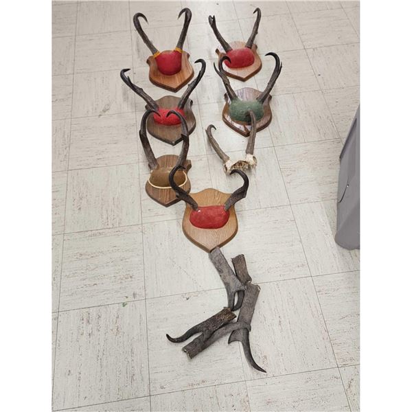 7 Sets Of Pronghorn Antelope Horns On Plaques & Skull Plate