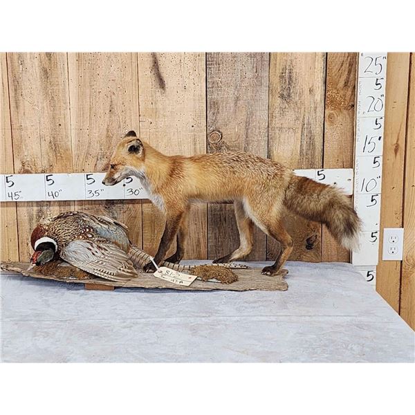 Red Fox With Pheasant Full Body Taxidermy Mount