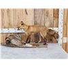Image 1 : Red Fox With Pheasant Full Body Taxidermy Mount