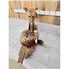 Image 3 : Red Fox With Pheasant Full Body Taxidermy Mount