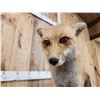 Image 7 : Red Fox With Pheasant Full Body Taxidermy Mount