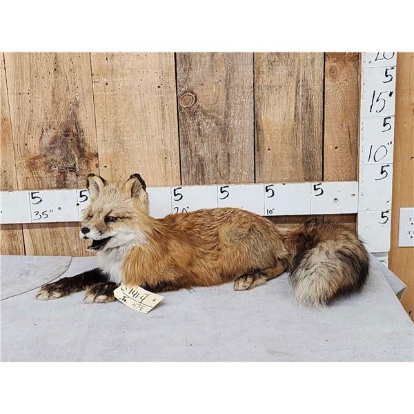 Red Fox Full Body Taxidermy Mount
