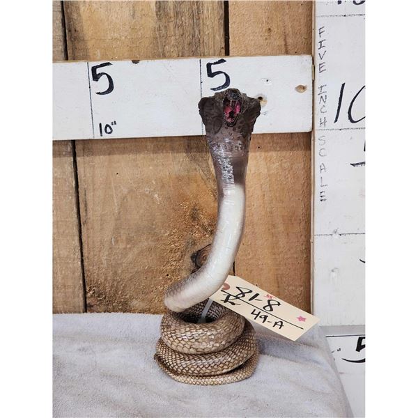 Cobra Snake Full Body Reptile Taxidermy Mount