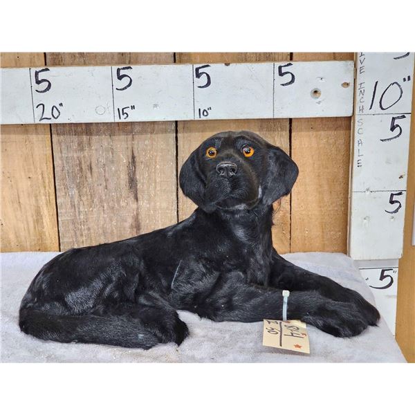 Reproduction Black Lab Puppy Full Body Taxidermy Mount