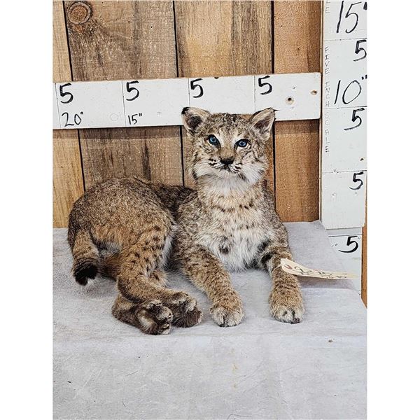 Bobcat Full Body Taxidermy Mount