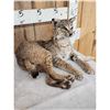 Image 2 : Bobcat Full Body Taxidermy Mount