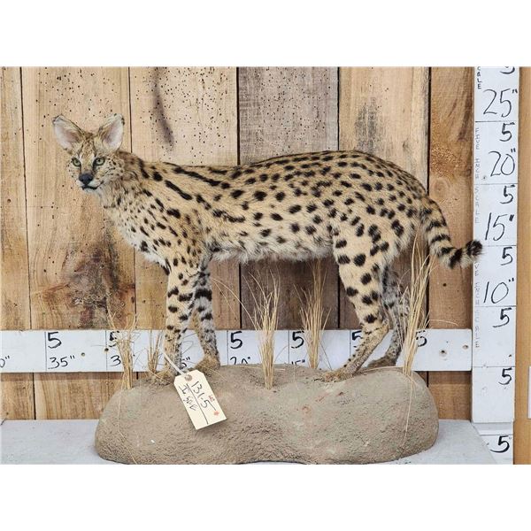 African Serval Cat Full Body Taxidermy Mount