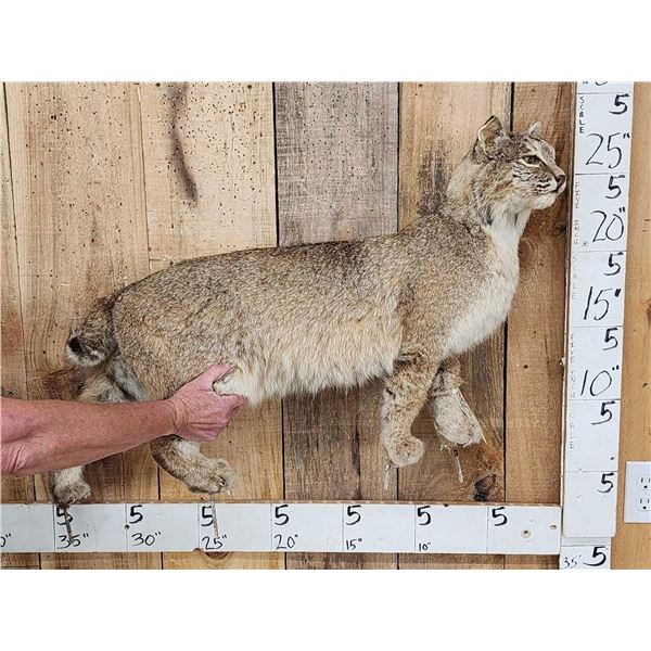 Bobcat Full Body Taxidermy Mount