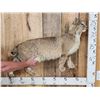 Image 1 : Bobcat Full Body Taxidermy Mount
