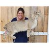 Image 2 : Bobcat Full Body Taxidermy Mount