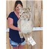Image 3 : Bobcat Full Body Taxidermy Mount