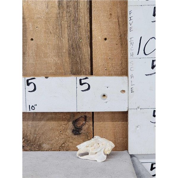 Jack Rabbit Skull Taxidermy