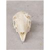 Image 3 : Jack Rabbit Skull Taxidermy