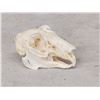 Image 4 : Jack Rabbit Skull Taxidermy