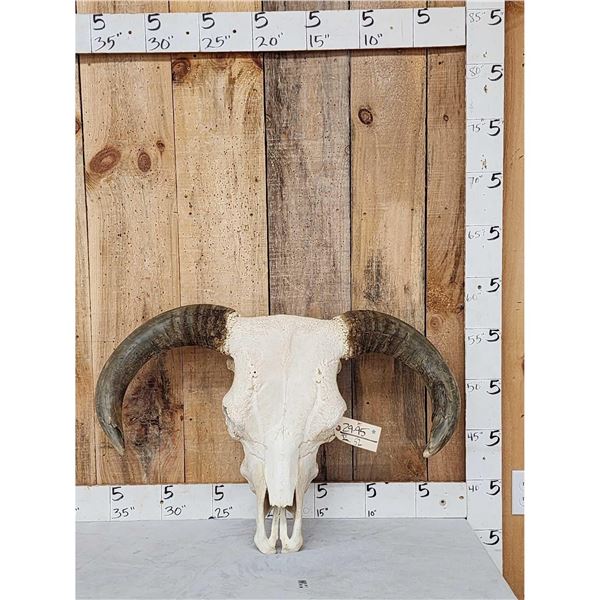 Big Hereford Bull Skull Taxidermy
