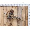 Image 1 : Reeves Pheasant In Flight Bird Taxidermy