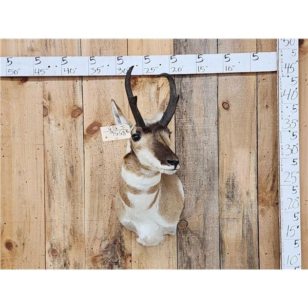 Pronghorn Antelope Shoulder Mount Taxidermy