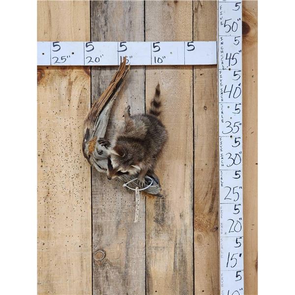Baby Raccoon Playing On A Limb Taxidermy