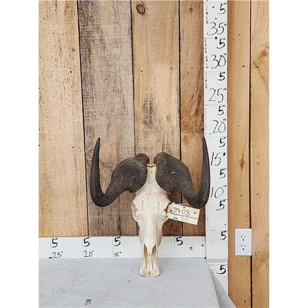African Black Wildebeest Skull Taxidermy
