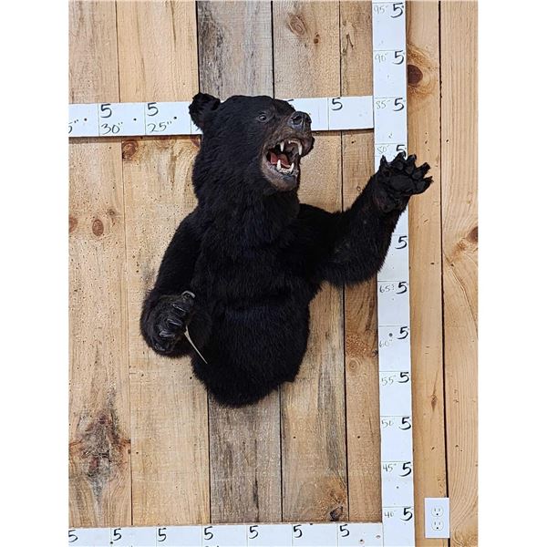 Black Bear Half Body Taxidermy Mount
