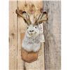 Image 2 : Jackalope Shoulder Mount Taxidermy