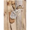 Image 4 : Jackalope Shoulder Mount Taxidermy