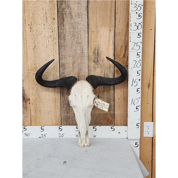 African Blue Wildebeest Skull Taxidermy