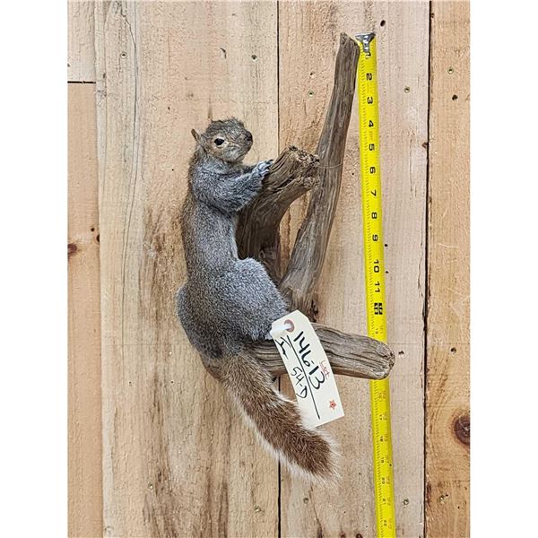Color Phase Squirrel Full Body Taxidermy Mount